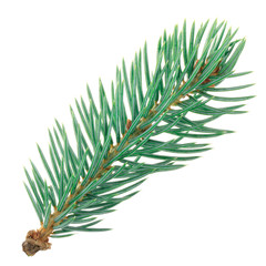 branch of blue fir isolated on white background
