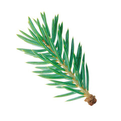 branch of blue fir isolated on white background