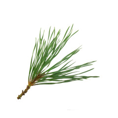 branch of cedar isolated on white background