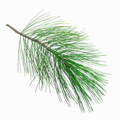 branch of cedar isolated on white background