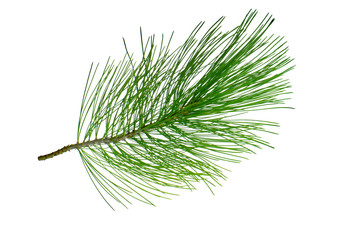 branch of cedar isolated on white background