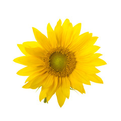 sunflower isolated on white background