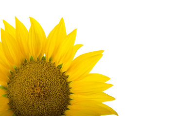 sunflower isolated on white background with copy space