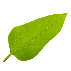 green leaf of sunflower isolated on white background