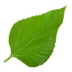 Obraz premium green leaf of sunflower isolated on white background