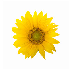 sunflower isolated on white background