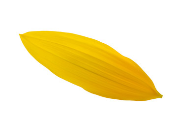 yellow petal of sunflowers isolated on white background
