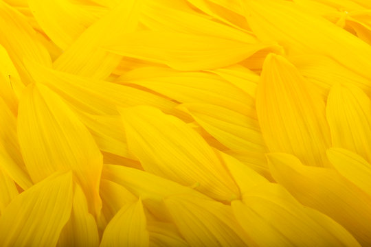yellow petals of sunflower background