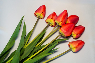 Fototapeta premium Red tulips lie on a white silk fabric.