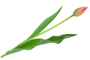 Fototapeta premium Red tulip closeup on white