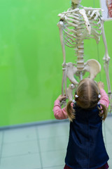 little girl examines the skeleton from the bottom up