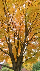 maple leaves in autumn
