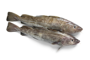 Pair of fresh raw cod fishes