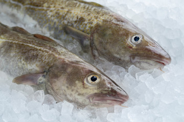Pair of fresh raw cod fishes