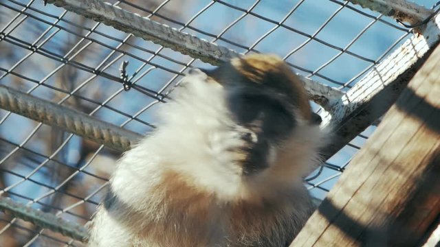 green monkey behind bars (chlorocebus sabaeus)