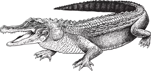 Fototapeten A sketch of a crocodile © Moriz