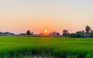 Rice-fields-in-the-evening