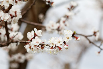 Branch of apricot tree in the period of spring flowering.