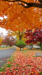 maple leaves in autumn