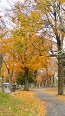 Naklejka premium maple leaves in autumn