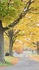 maple leaves in autumn