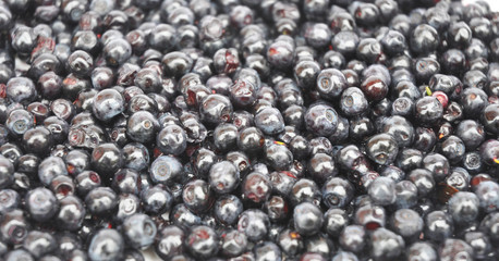 Bilberry Seeds, Vaccinium myrtillus, Medicinal Herb Seeds, Whortleberry, Perennial, Blaeberry, Used for Eye Health, Fraughan, Tea Making