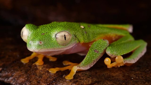 Leaf Frog (Agalychnis hulli) blinking its eyes In the rainforest at night, Ecuador.