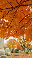 maple leaves in autumn