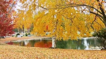 maple leaves in autumn
