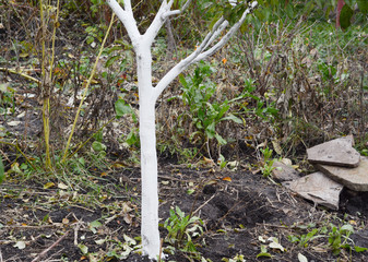 Whitewashing fruit apple tree. Painting tree bark in white color.