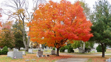 maple leaves in autumn
