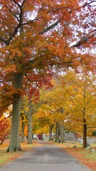 autumn in the park