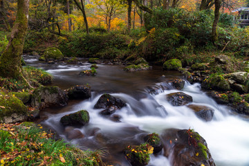 Fototapeta premium 紅葉の渓流 石川県小松市荒俣峡