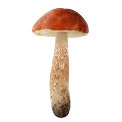 orange-cap boletus isolated on white background