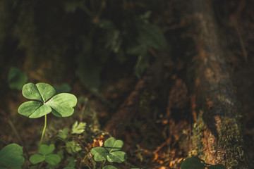 Three leaves shamrocks growing in the forest