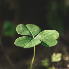 Three leaves shamrocks growing in the forest