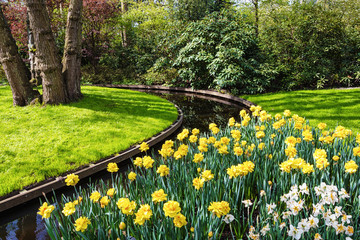 Obraz premium multicolored Tulips in the Keukenhof park in Netherlands 