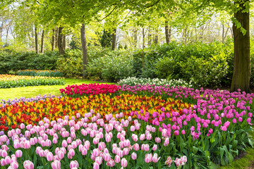 multicolored Tulips in the Keukenhof park in Netherlands 