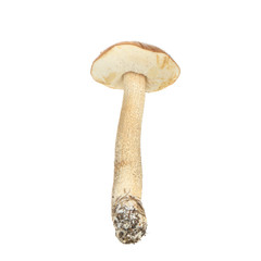 brown cap boletus isolated on white background