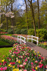 multicolored Tulips in the Keukenhof park in Netherlands 