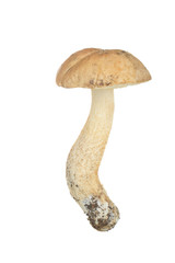 brown cap boletus isolated on white background