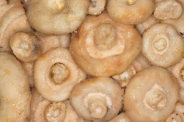 fresh Milk mushrooms background