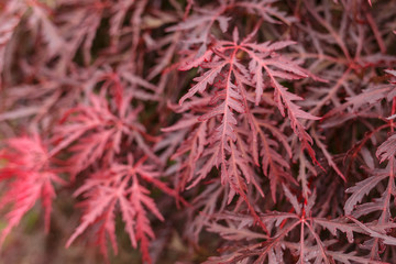 Japanese fire bush Acer palmatum maple tree