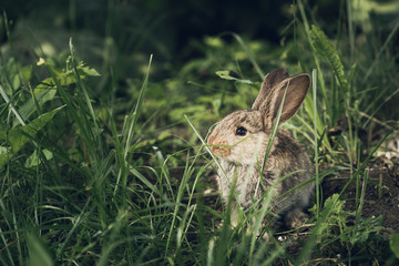 Cute little hare or rabbit hiding in the grass