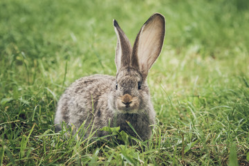 One grey rabbit sitting in the grass
