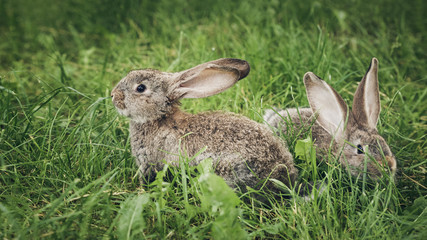Two grey rabbits sitting in the grass