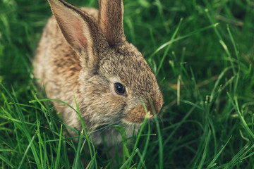 Fototapeta premium One grey rabbit sitting in the grass