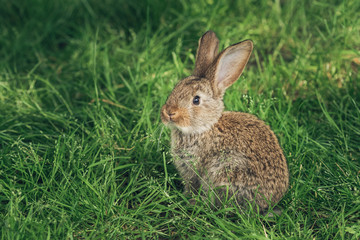 Naklejka na ściany i meble One grey rabbit sitting in the grass