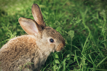 One grey rabbit sitting in the grass
