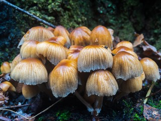 group of mushrooms